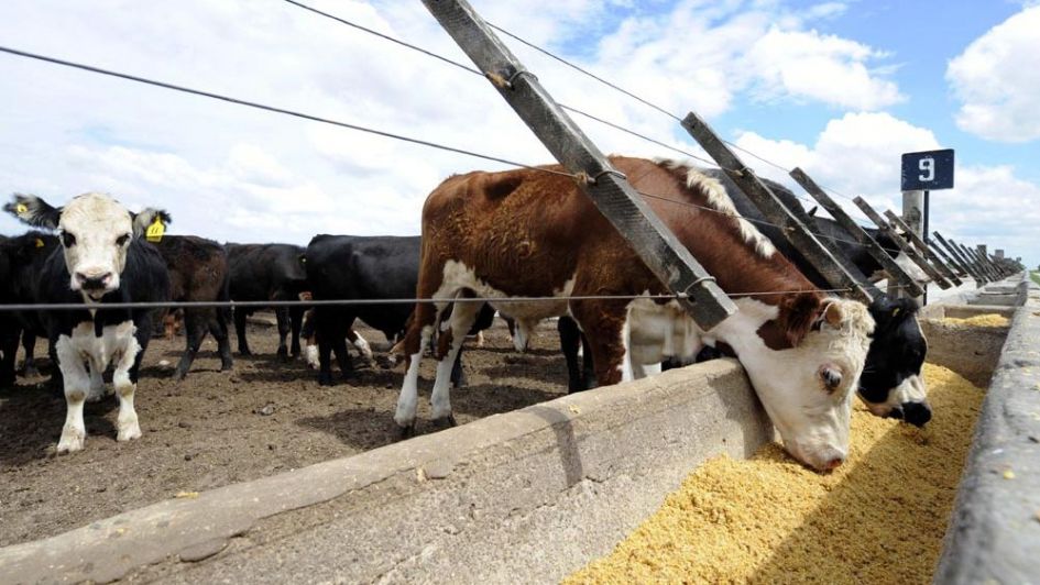 Senador Fullone se reunió con SENASA para fortalecer la competitividad del sector agropecuario rionegrino