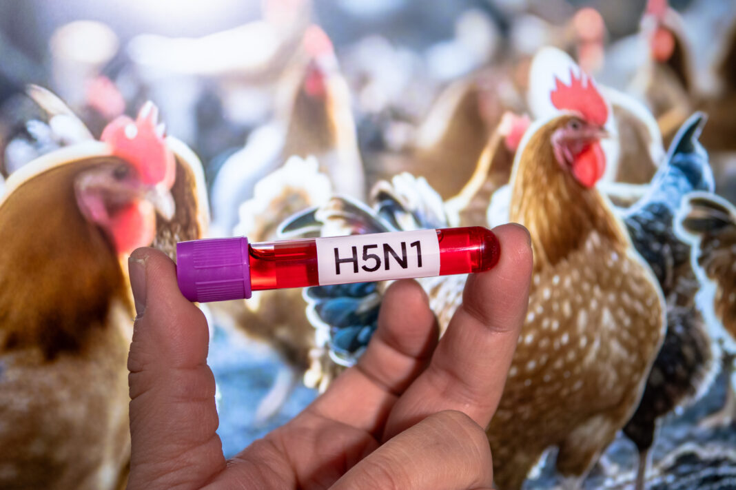 SENASA confirma influenza aviar de alta patogenicidad en aves de traspatio de Valcheta