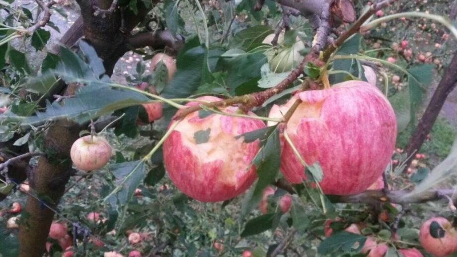 Tormentas de granizo provocaron escasez de manzanas premium en los valles rionegrinos