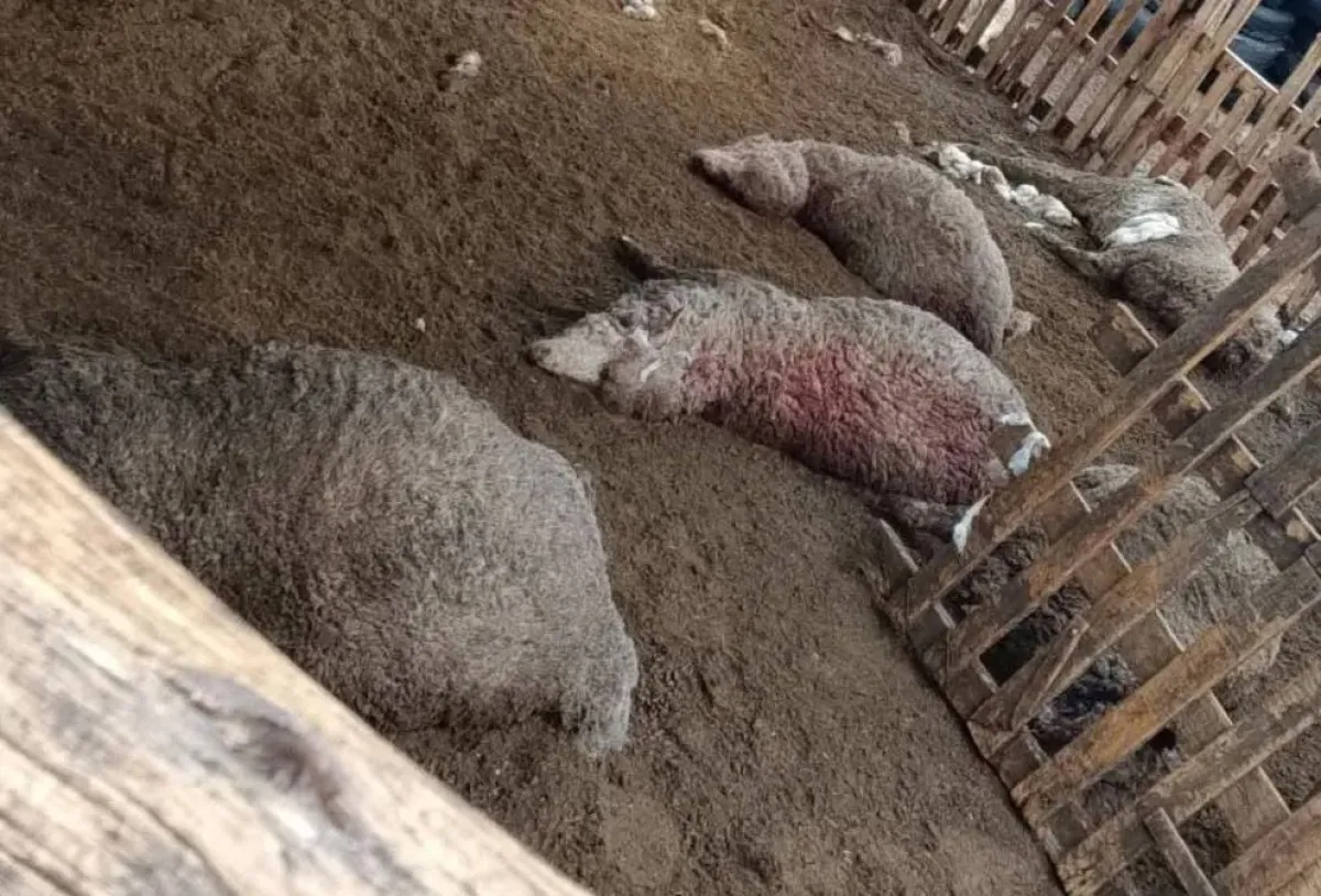 Un puma mató 28 ovejas en un campo cercano a Sierra Colorada
