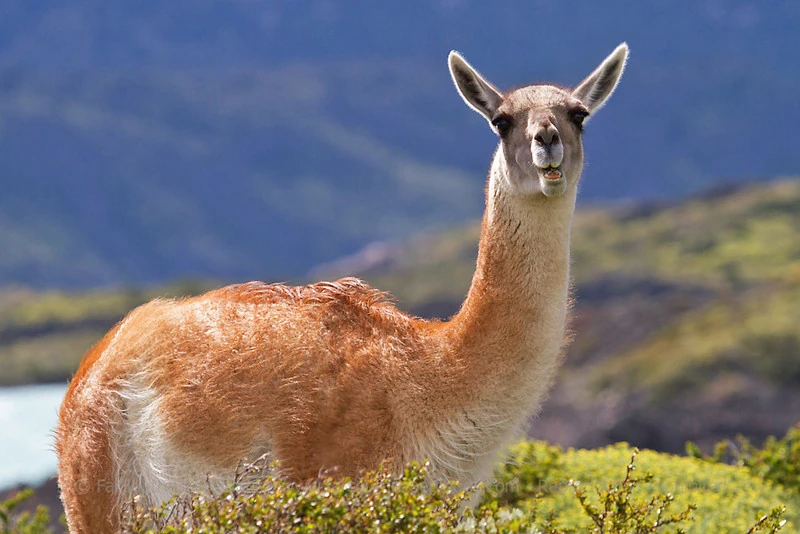 Veterinario cuestiona duramente proyecto provincial para habilitar explotación de fauna silvestre