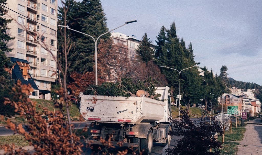 Cortan Avenida 12 de Octubre por poda de pinos centenarios en la Costanera