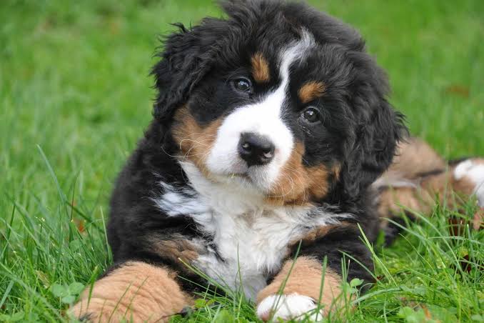 Bariloche habilitó el patentamiento de perros de forma online